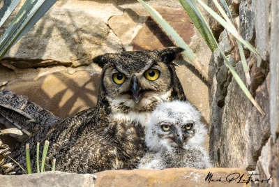 Athena Great Horned Owl 2025